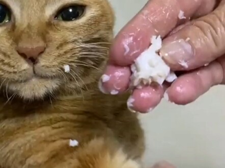 Feeding the cat fish balls—she’s so engrossed she forgets where she is!