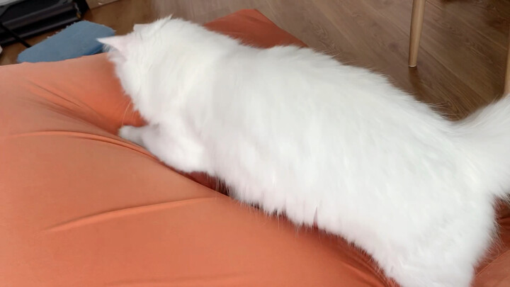 Cat-owning households should definitely not buy beanbag chairs.