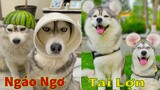Thú Cưng TV | Ngáo Và Ngơ #44 | chó thông minh vui nhộn | Pets funny cute smart dog