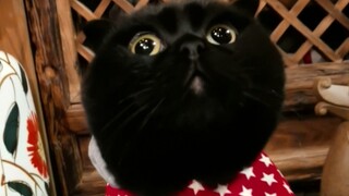 我居然输给了一只猫…我不服！