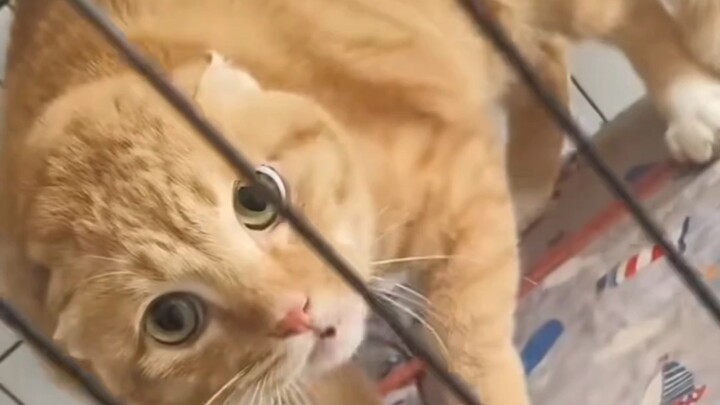 Mao’er, ini kenapa?