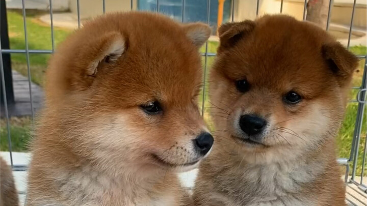 How to Choose a Dog with the Right Personality