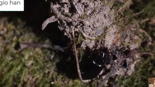 5 Động Vật Biết Ẩn Thân Như Trong Phim Viễn Tưởng Khiến Loài Người Phải Ngả Mũ Kính Phục -p1 hay vl