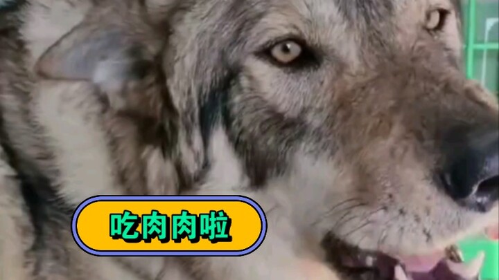 Niu Niu’s food smells so delicious too!