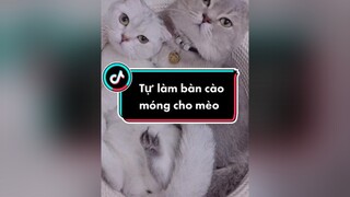 Tự làm bàn cào móng cho mèo, thử làm cùng mình nhé dochoichomeo luomwcat DuLichTaiGia dochoi decor meo yeudongvat meocute