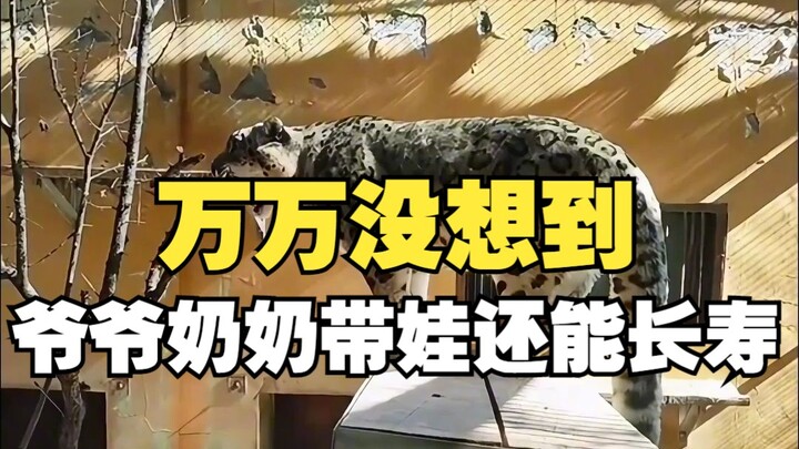 Không ngờ ông bà chăm cháu còn có thể sống thọ, báo tuyết già dẫn dắt báo tuyết con, vượt qua giới h