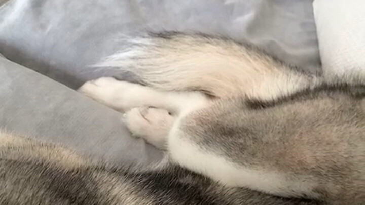 Huskies are just so realistic! Humph!