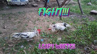 Leapy Whites BATTLE!!  JRP Gameyard