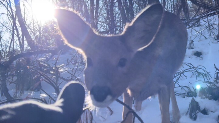 من المنطقي تمامًا أن يحاول الظبي الأحمق انتزاع الطعام من فم الكلب!