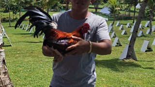 PAHULUGAN SYSTEM, RELEASE Gerbert S Palconit  Brgy Buga Leon Iloilo City3G'S Gamefarm