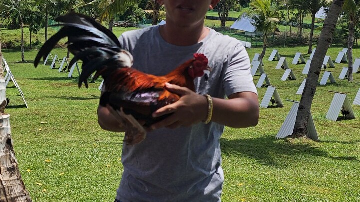 PAHULUGAN SYSTEM, RELEASE Gerbert S Palconit  Brgy Buga Leon Iloilo City3G'S Gamefarm