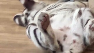 凌晨四点起床拆家的宫师傅