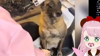 Goblin Jepang membaca "Anak anjing yang cemas secara sosial: Saya takut bertemu dengan banteng sosia