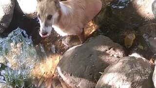 kaya ba ng aso nyo to?