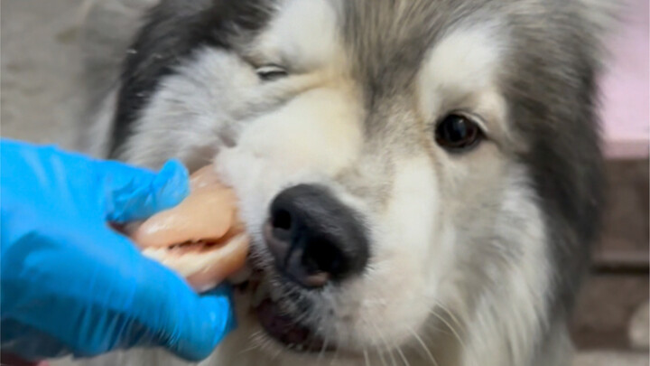 Betapa santainya punya keluarga anjing sembilan ekor dengan satu anjing kepala yang manja sama ibu!