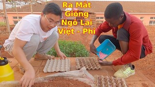 Trồng Ngô trên khay đựng trứng ở Châu Phi||2Q Vlogs Cuộc Sống Châu Phi
