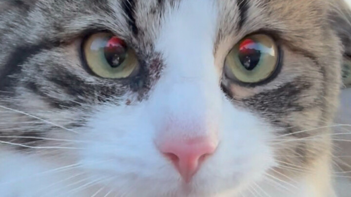 ขอแนะนำสัตว์ทุกตัวในฟาร์มของฉัน