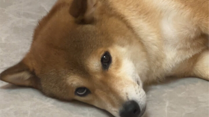 ลูกชายตัวโตของแม่ (ใบหน้าและปากแตกต่างกัน)