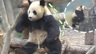 A happy day of panda Jinhu in a rainy day