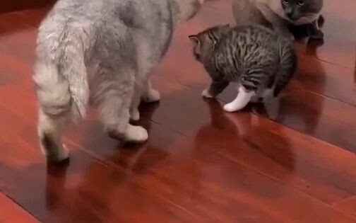 For the first time, I’ve seen a cat look so flustered it wants to vanish on the spot [haha]. Little 