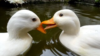 [Animals]When two ducks play in the river...