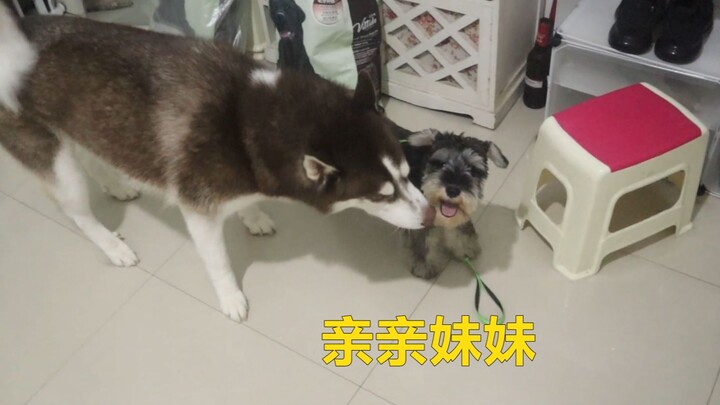 Sau nửa tháng xa cách với bạn chơi, chú chó Husky sẽ phản ứng ra sao khi gặp lại?