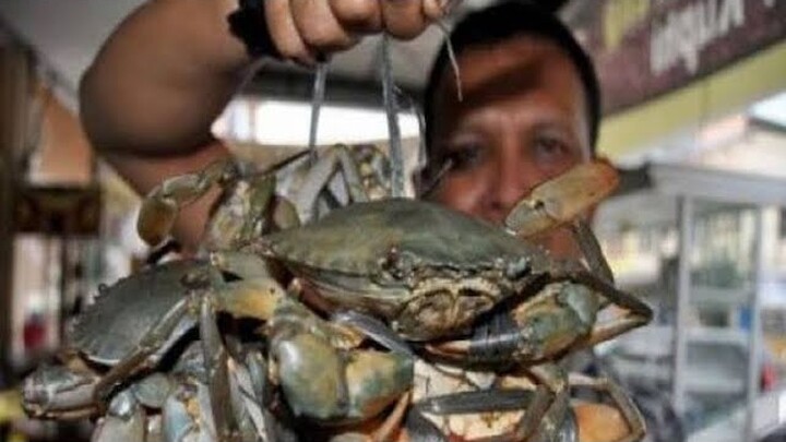 BERBURU KEPITING MONSTER BAKAU JUMBO GENDING PROBOLINGGO