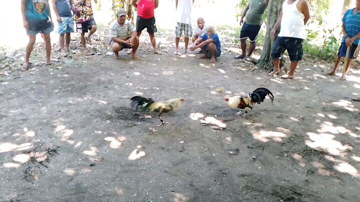 stag vs cock Hindi na ka porma Ang cock tupada