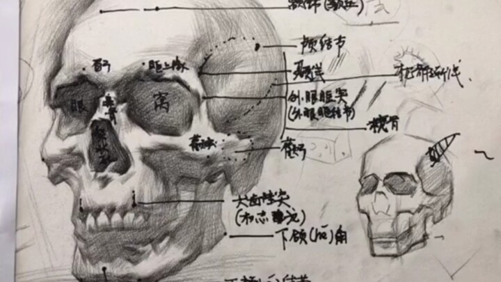 Illustrated Guide to Drawing the Structure of a Sketch Skull