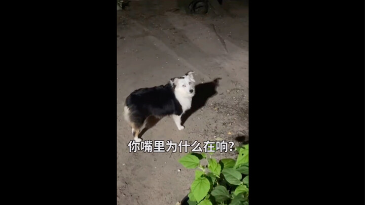 Tertawa sampai mati! Border collie memasukkan jangkrik ke dalam mulutnya, dan jangkrik itu menjerit 