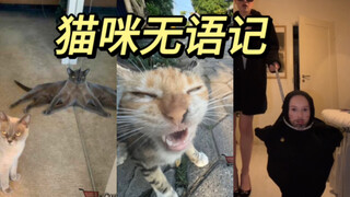 猫：这b日子过不下去了