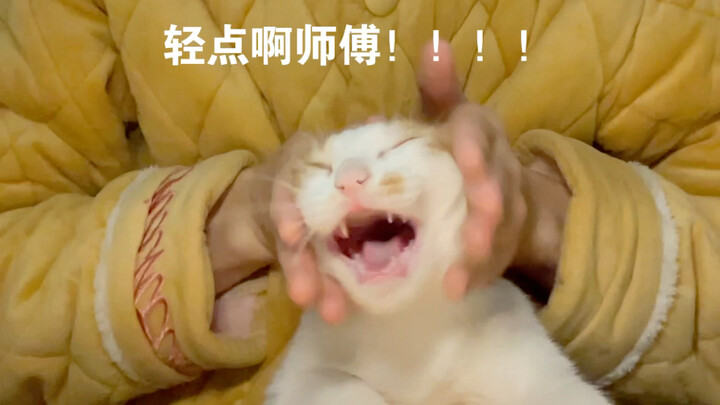 Giving the cat a massage
