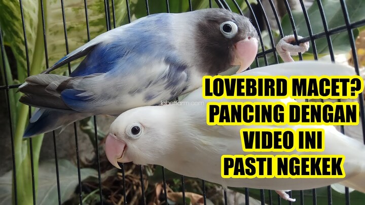 LOVEBIRD MACET? PANCING LOVEBIRD DENGAN VIDEO INI PASTI NGEKEK