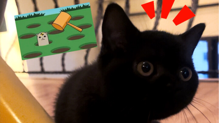 النسخة الحقيقية من "ضرب الخلد" تُعرض في منزلي! والأهم من ذلك: هذا "الخلد الأسود" يرد الضربة! هيهيهي.