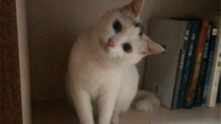 The Story of a Stray Cat in Nihon