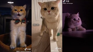 Video Này MeoW Phết - Tổng Hợp Meme Mèo 4 || DOUYIN 89