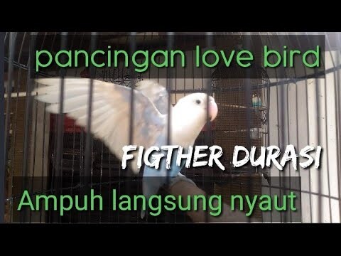 Pancingan love bird belajar durasi langsung nyaut