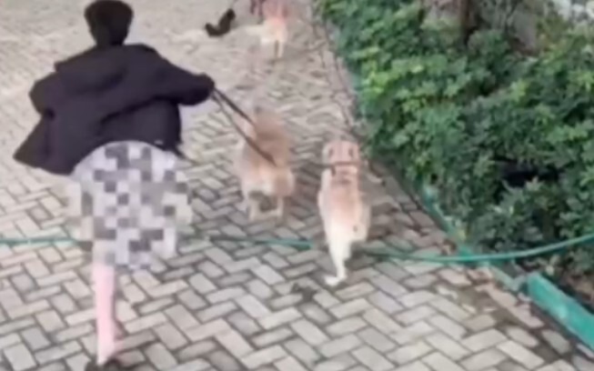 Follow-up to the “naked” dog-walking incident: Li Jiaxin has even thought up a new name overnight.
