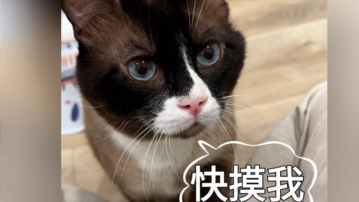 收容所暴躁王秒变粘人小菲佣，谁能不爱？