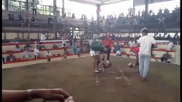2 wins ulutan 1st fight win