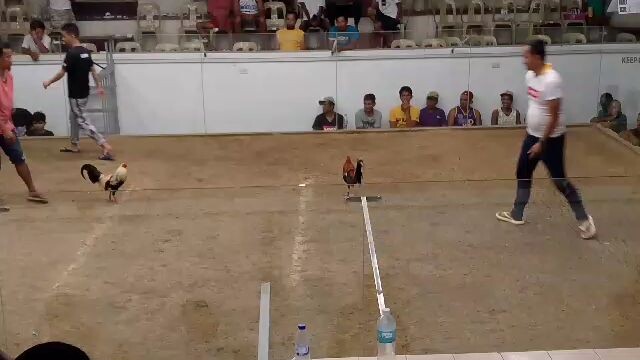 3X WINNER DOYETS ROUNDHEAD