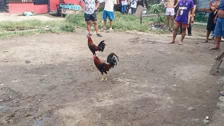 8months gelmore sweater