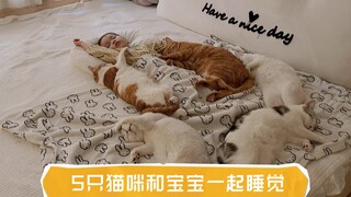 家里的5只猫咪只要挨着小主人睡觉，每个都睡的很香