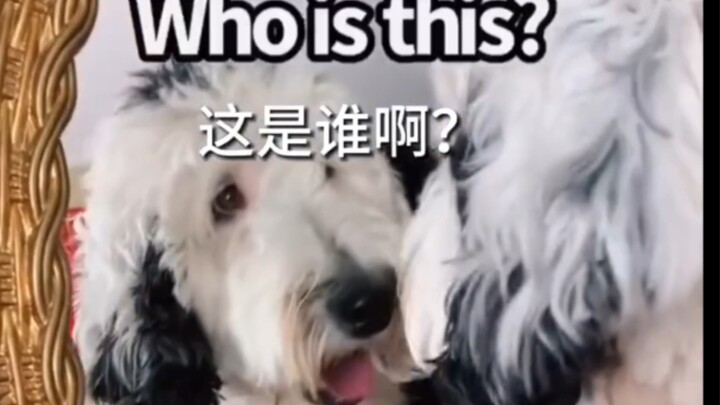 The First Time I Met a Dog Who Went to College