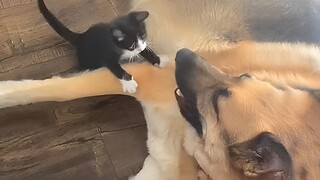 German Shepherd falls in love with Luna - Kitten That Can Melt Your Heart ❤️