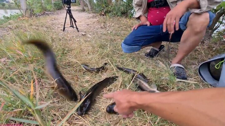 CÁ LÓC GÁC BẾP