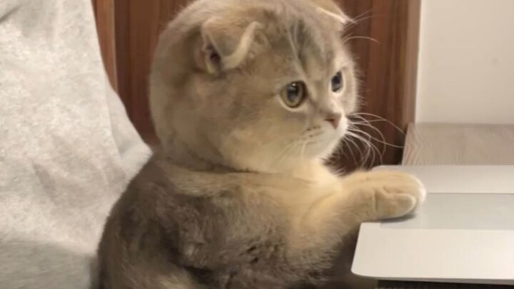 Betapa Lucunya Kucing Saat Serius?