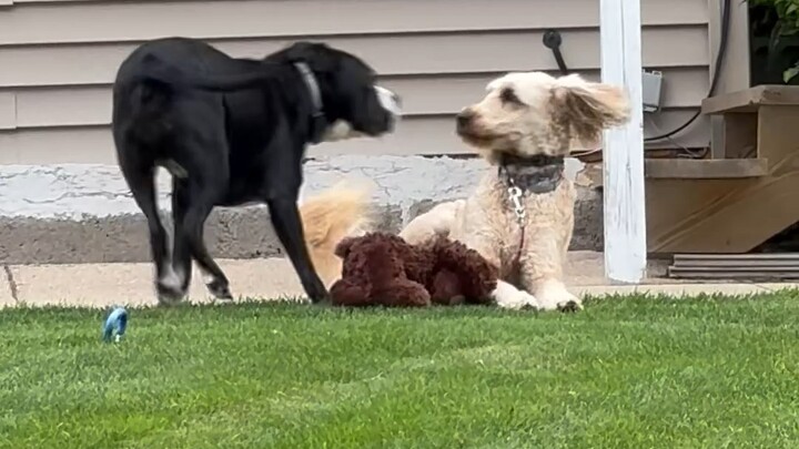 Anjing adik sepupu netizen ini sering kabur ke rumahnya buat ngebajak mainan anjing mereka. Begitu r