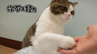 如何激怒一只好脾气小猫咪～