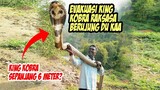 Mene94ngk4n! Detik-detik Evakuasi King Kobra Sepanjang 6 Meter Berakhir Du k4 - Atraksi Pawang Kobra